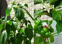 Chili 2012.webp