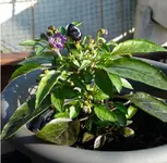 Chili lila.webp