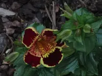 031.webp
