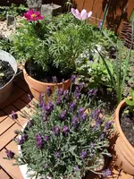 Cosmea und Lavendel.webp