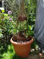 Wunderblume1.webp