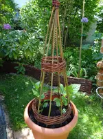 Wunderblume2.webp