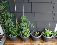 tomaten2013.webp
