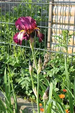IMG_0374b.webp
