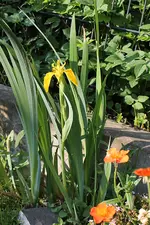 IMG_0376b.webp