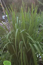 IMG_0378b.webp