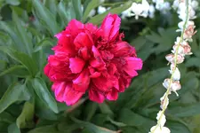 IMG_0363b.webp