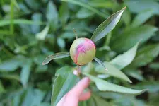 IMG_0368b.webp