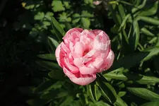 IMG_0371b.webp