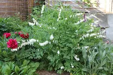 IMG_0369b.webp