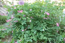 IMG_0370b.webp