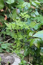 IMG_0383b.webp