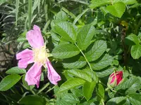 DSCN2083.webp