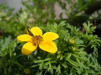 DSCN2085.webp