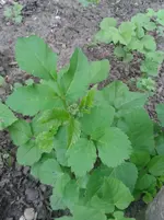 20130529_094721.webp