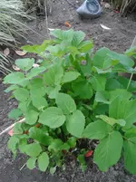 20130529_094810.webp