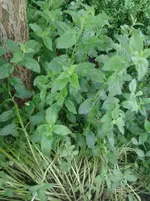 20130529_094842.webp