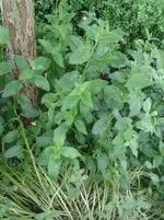 20130529_094844.webp