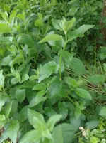 20130529_094829.webp