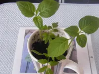DSCF3962.webp