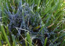 2013-05-05-blauer Pilz.webp