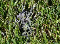 2013-05-05_-blauer Pilz.webp