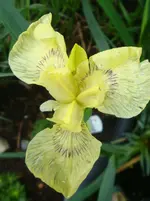 DSC03135.webp