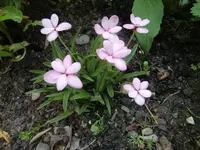 CIMG5094.webp