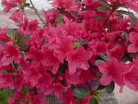 CIMG4887.webp