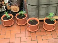 Tomaten I.webp