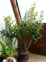 Kamelie_P1040610.webp