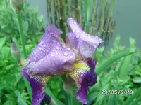 Schwetlilien (2).webp