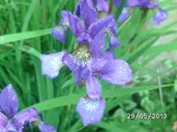 Russische Iris.webp