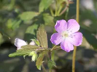 Geranium Espresso.webp