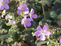 Geranium Espresso (2).webp