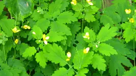 DSCN4779.webp