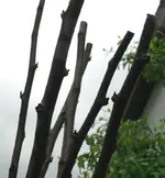 Obstbäume Veredelung 1.webp