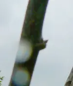 Obstbäume Veredelung.webp