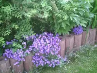 Glockenblume.webp