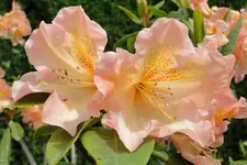 2013KW21_C02733.webp
