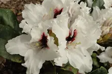 2013KW21_C02738.webp