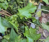 DSC03768 - 2013-05-29 - edeldistel blätter.webp