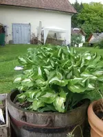 2013-05-29 Funkie grün_weiß2.webp