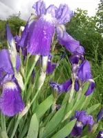 2013-05-29 Bartiris4.webp