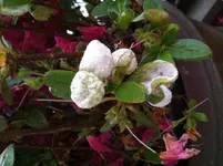 Foto1.webp