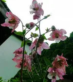 Blumen Akelei 1.webp