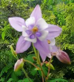 Blumen Akelei 2.webp