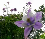 Blumen Akelei 3.webp