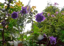 Blumen Akelei 4.webp