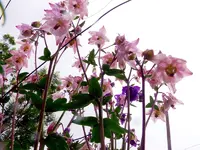 Blumen Akelei 6.webp